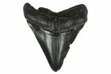 Fossil Megalodon Tooth - Serrated Blade #130852-1